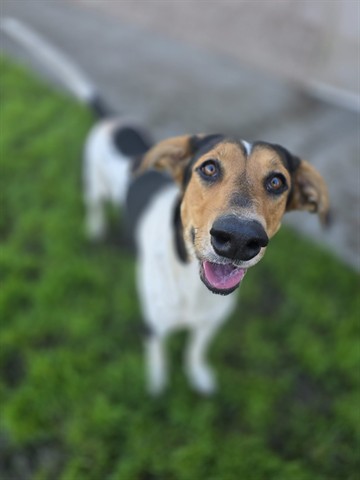 Dixie