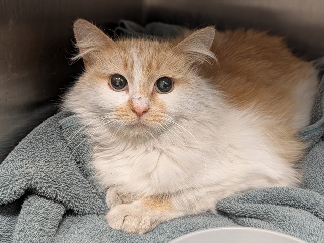Kat - In Foster