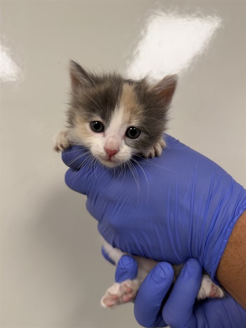 Penelope - Adoption Pending