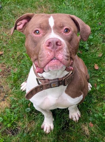 Dozer