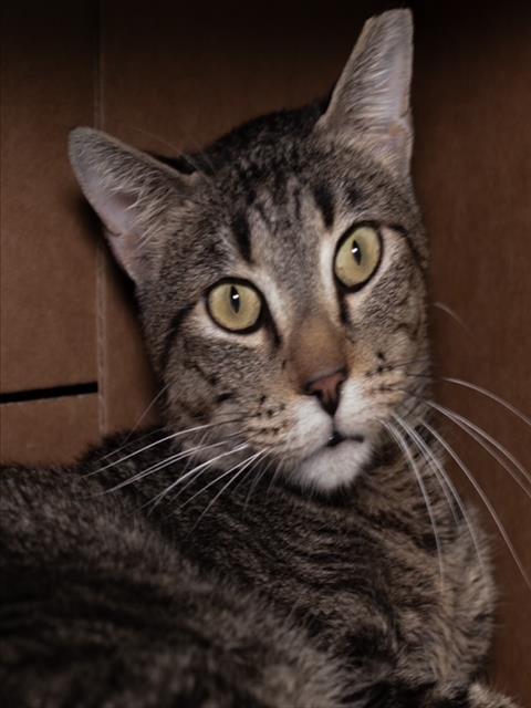 Buddy-Fiv+