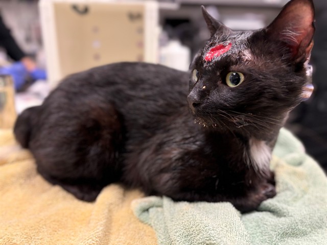 Unicorn - Adoption Pending
