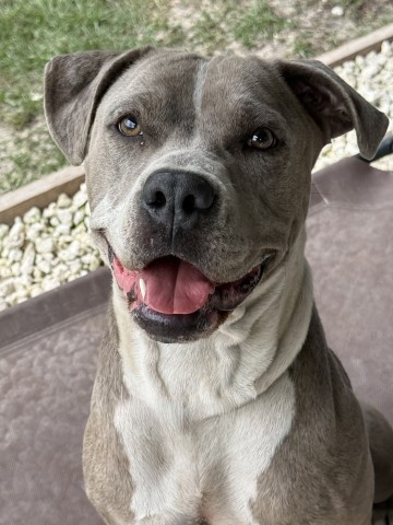 Kokomo