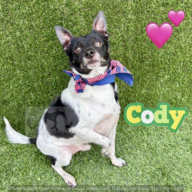 Cody