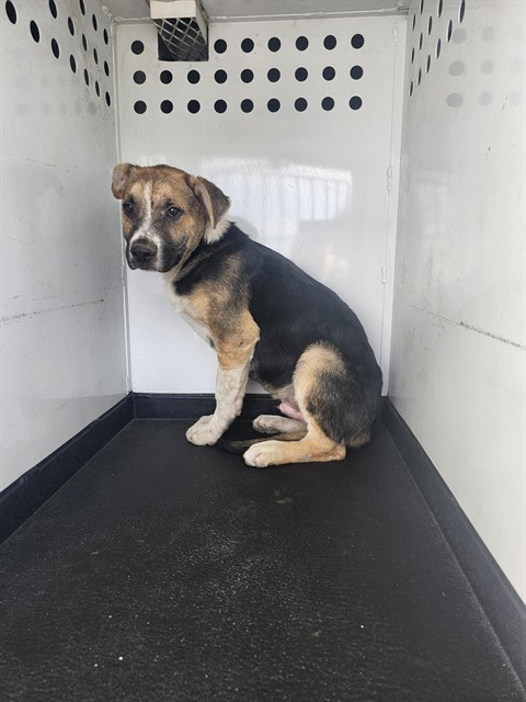 Adoptable Dog
