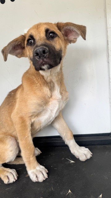 Adoptable Dog