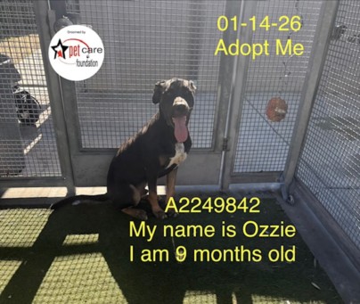 Ozzie