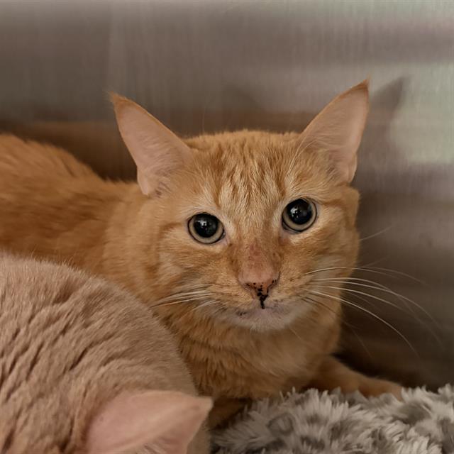 Garfield
