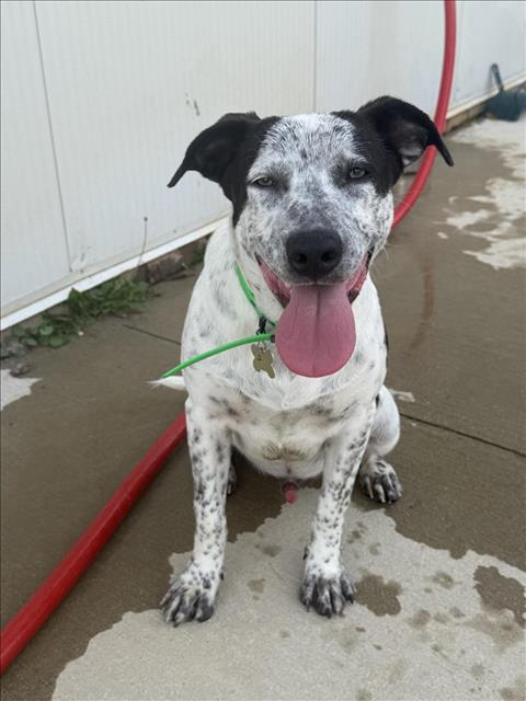 Oreo
