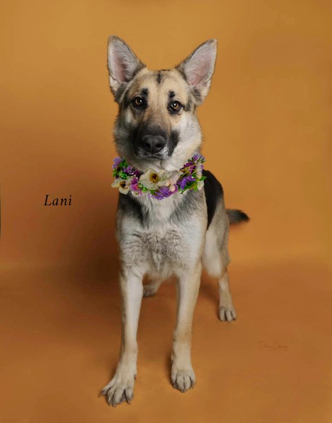 Lani