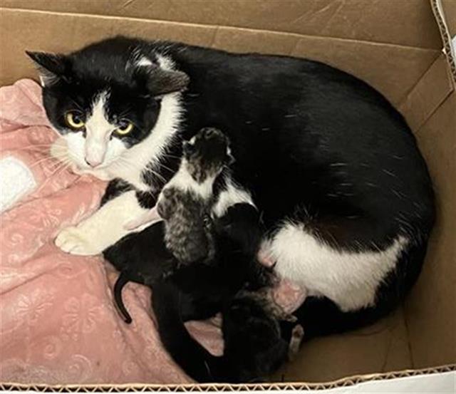 Adoptable Cat