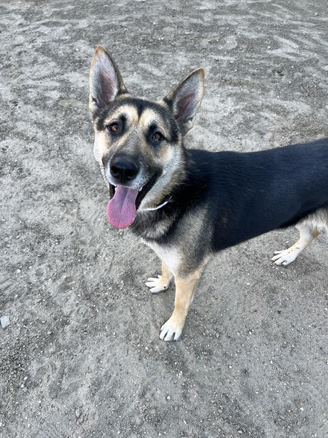Kaya