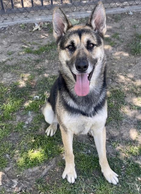 Kaya