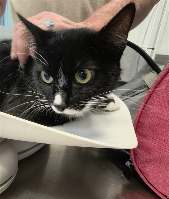 Adoptable Cat