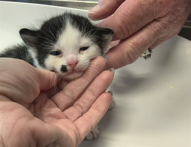 Adoptable Cat