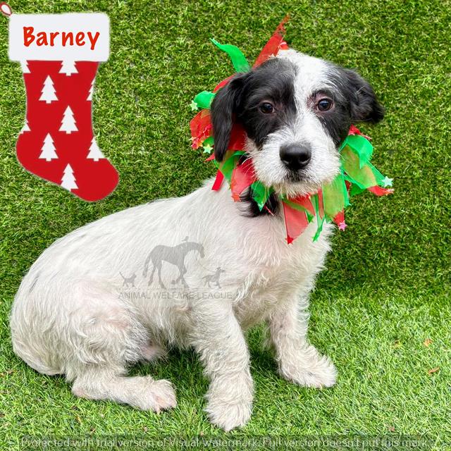 Barney