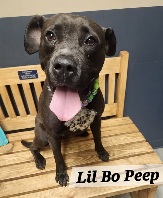Lil Bo Peep