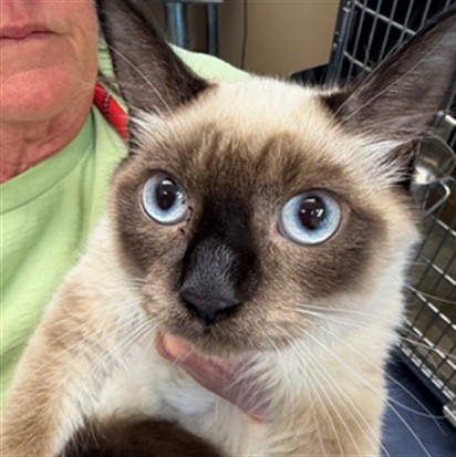 Adoptable Cat