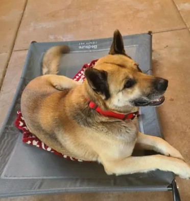 Adoptable Dog