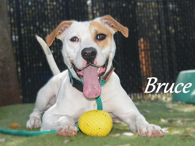 Bruce