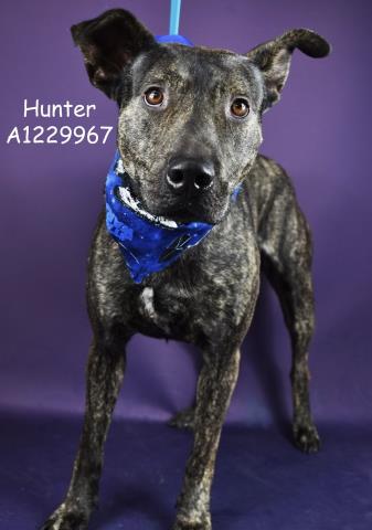 *Hunter