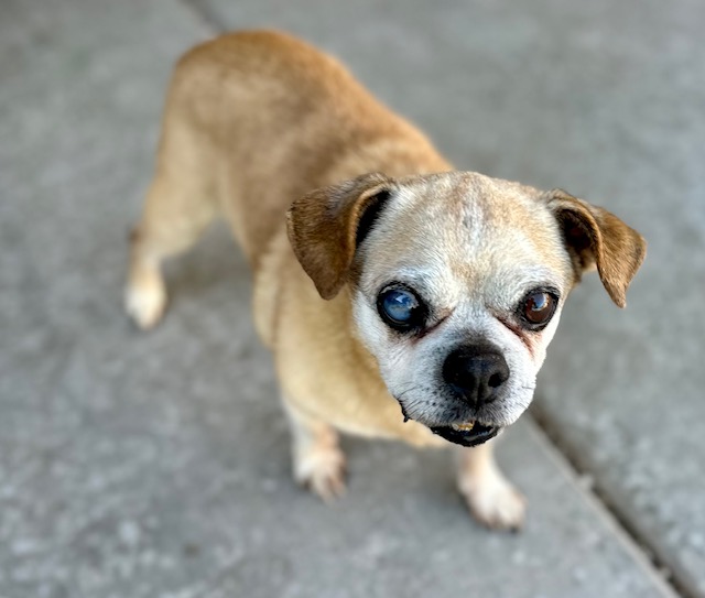 Mr. Magoo