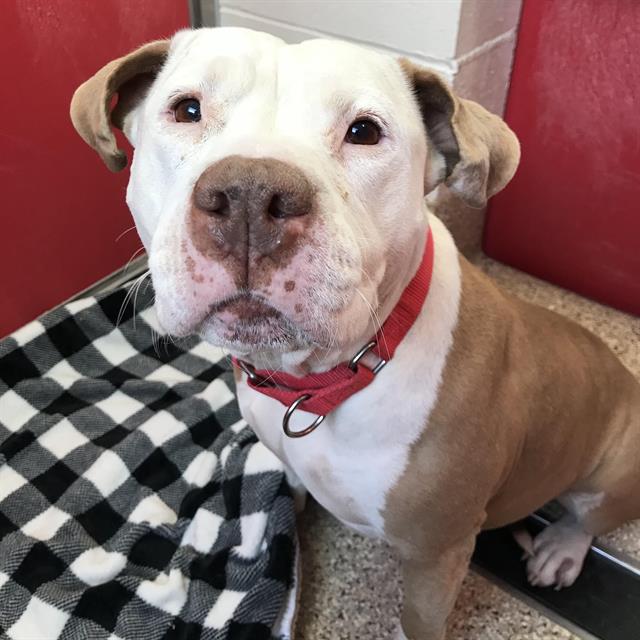 Gemma