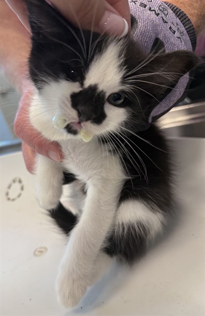 Adoptable Cat