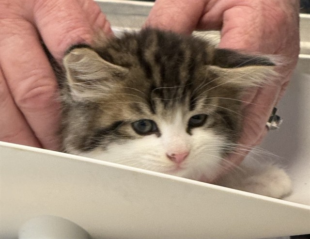Adoptable Cat