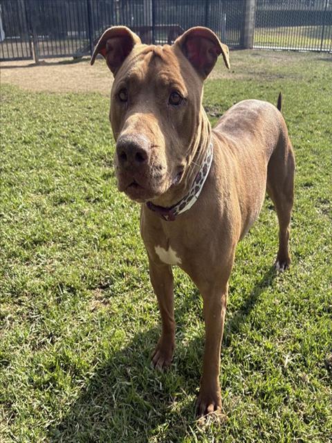 Kahlua