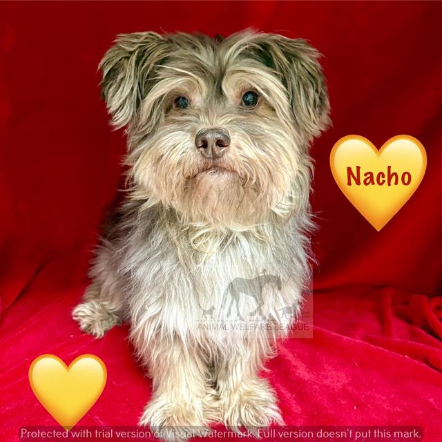 Nacho