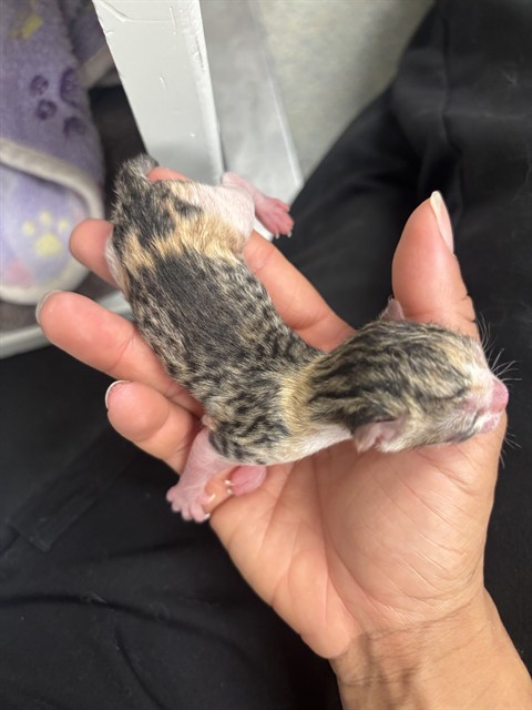 Pixie - Adoption Pending
