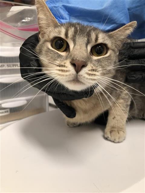 Adoptable Cat