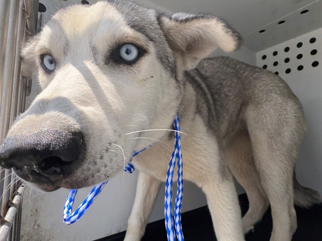 Adoptable Dog