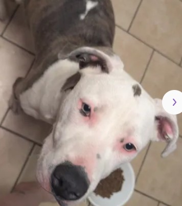 Adoptable Dog