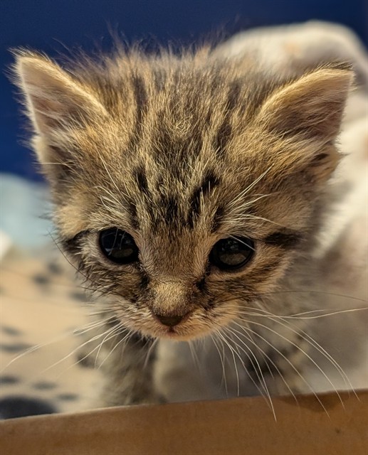 Needs A Foster