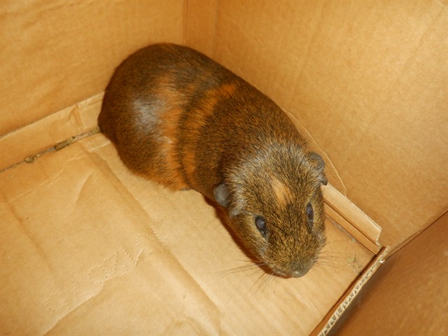 Sweet Potato