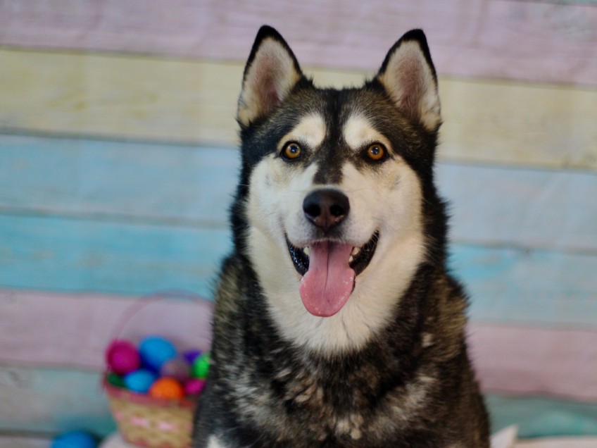Apollo