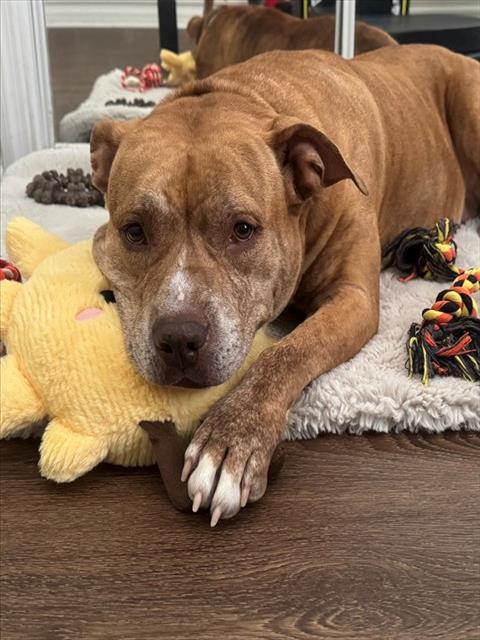 Remi