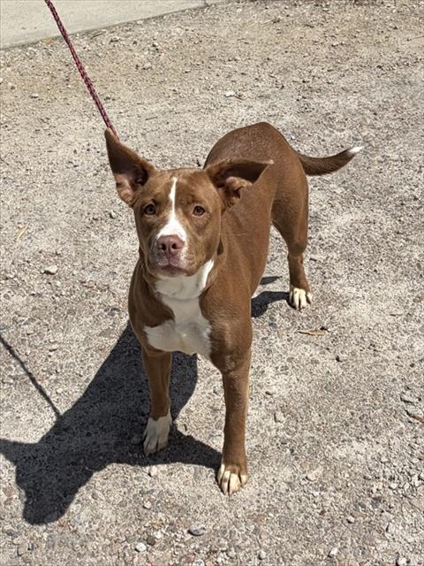 Coco