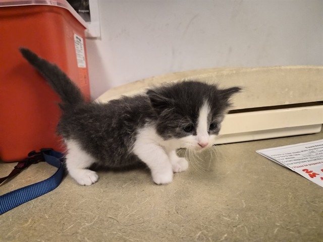 Adoptable Cat