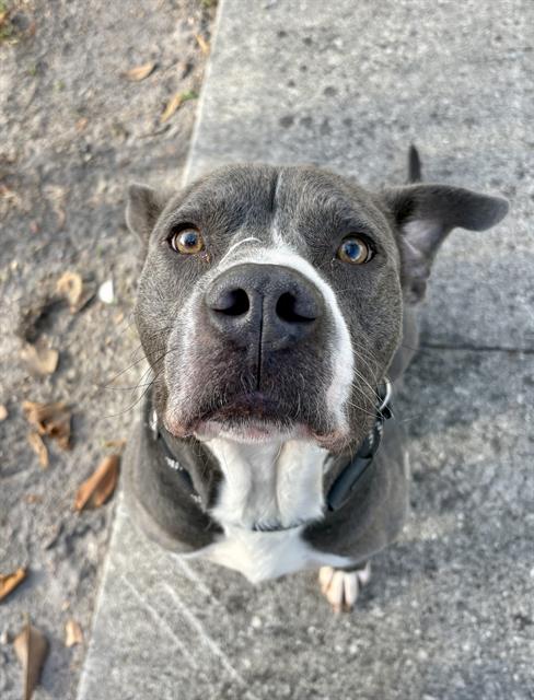 Echo