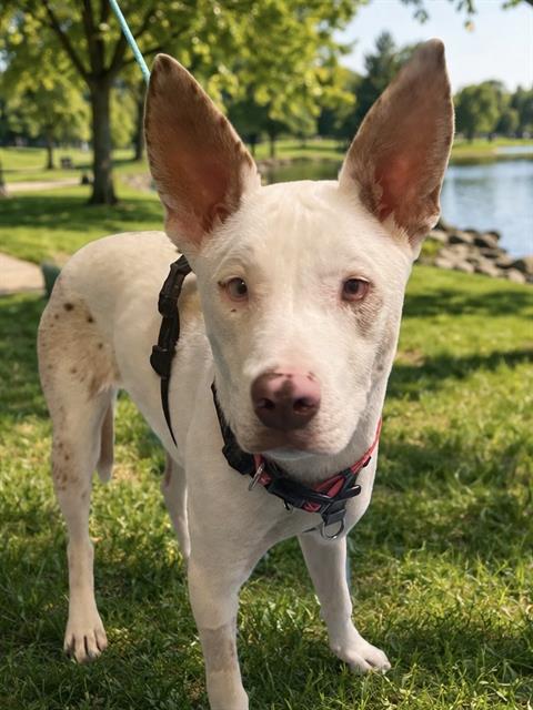 Chiquita Aka Nayla