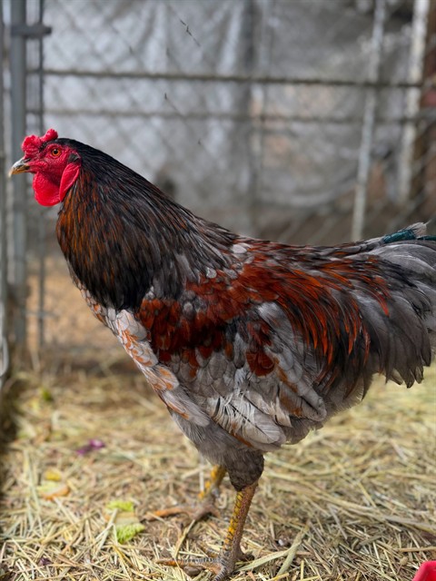 Mr. Peck-Tacular