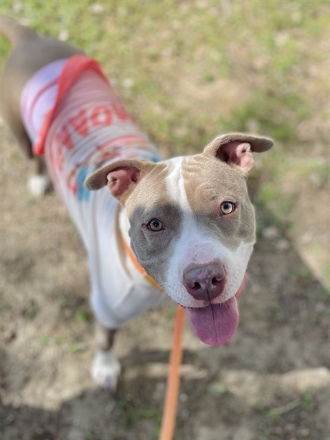 Tess - Adoption Pending
