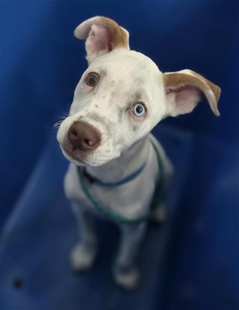Zuko