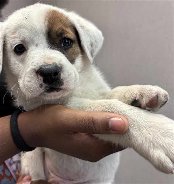 Adoptable Dog