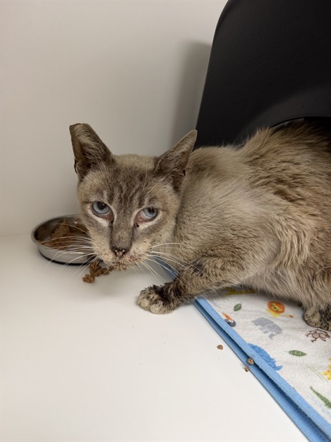 Java - In Foster