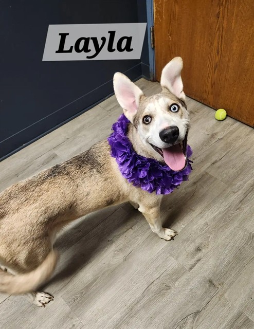 Layla