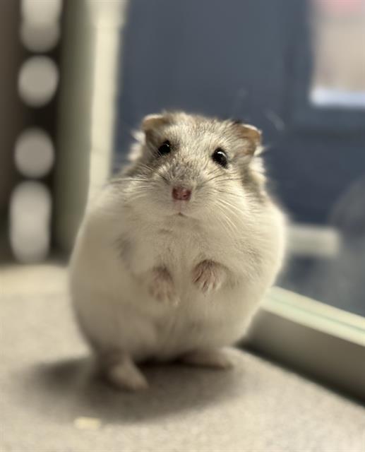 Paul